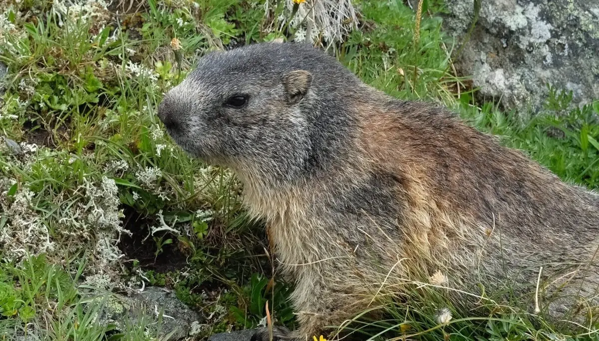 Murmeltier | © Dr.Axel Wohlfahrt