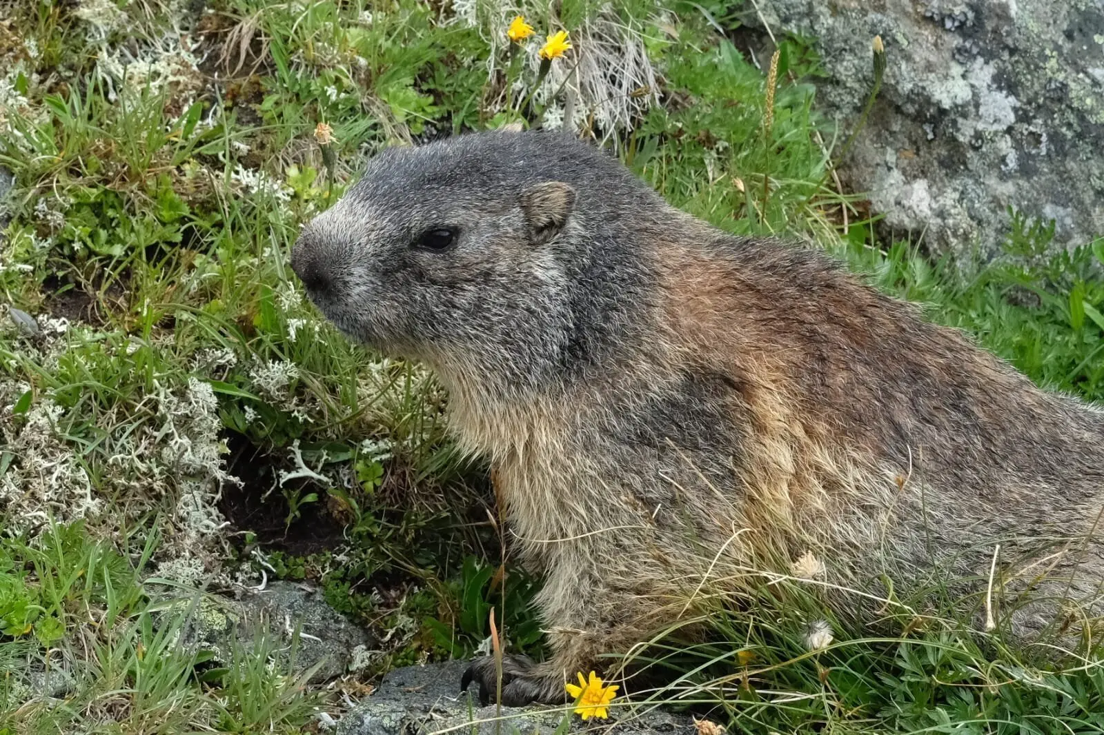 Murmeltier | © Dr.Axel Wohlfahrt