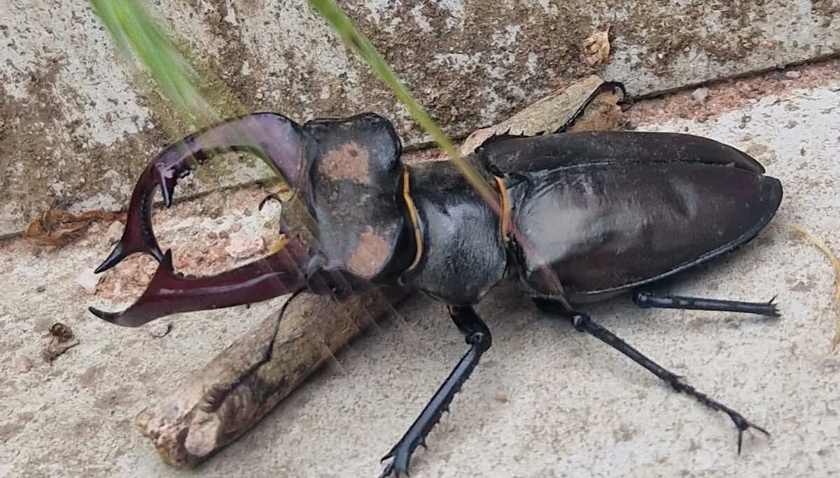 Hirschkäfer | © Kersten