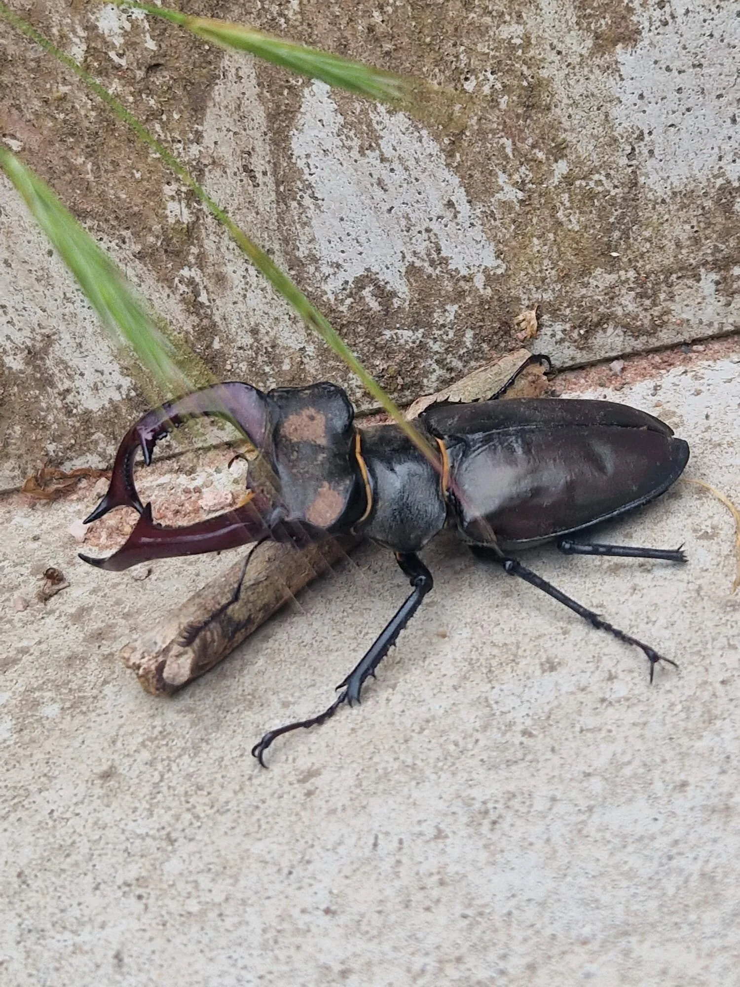 Hirschkäfer | © Kersten