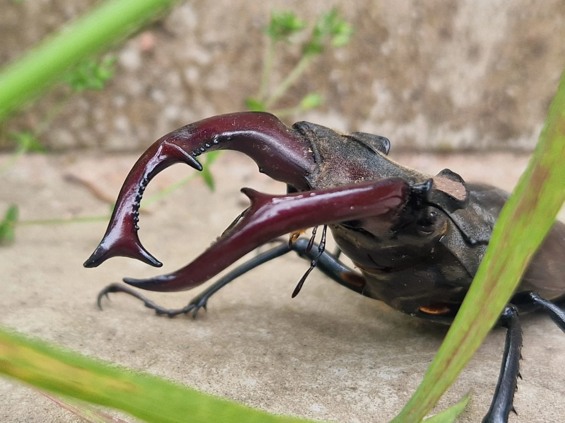 Hirschkäfer | © Kersten