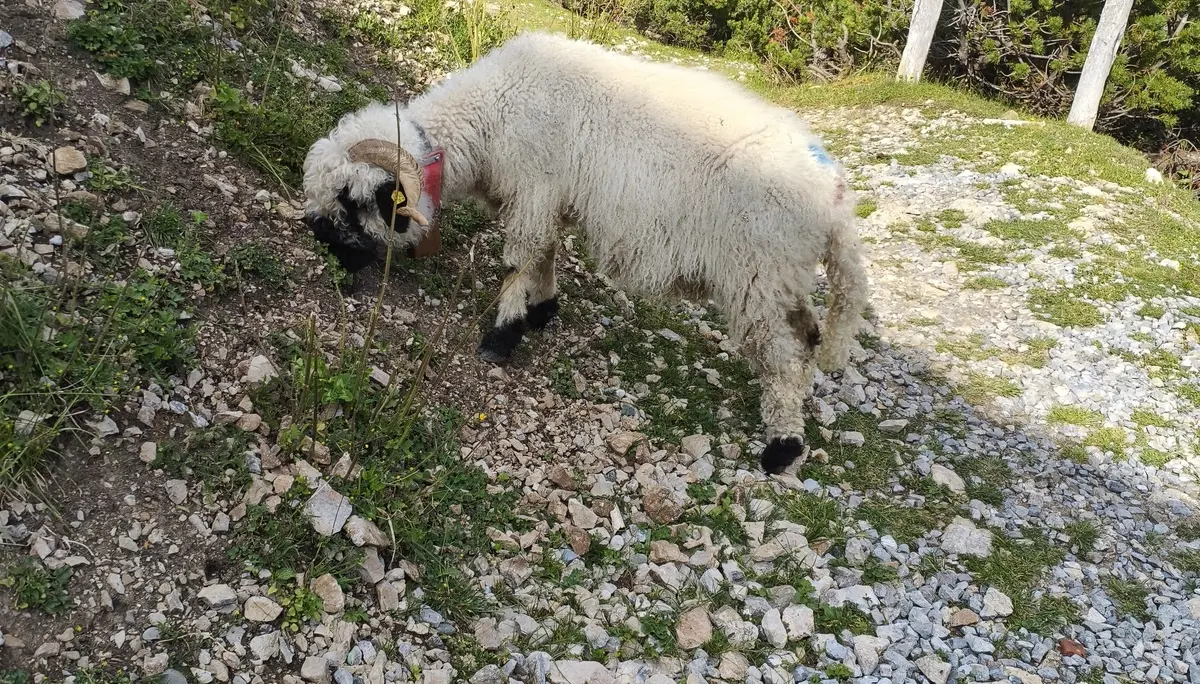 flauschige ziege | © david wahl 