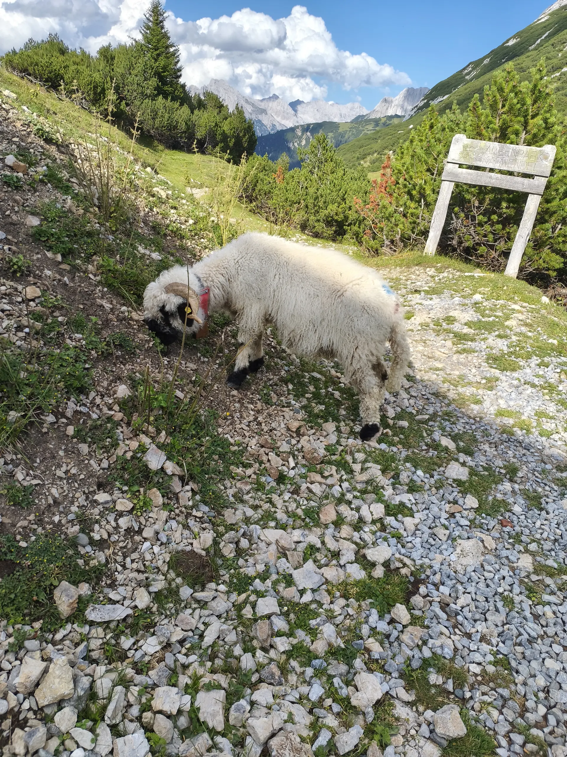 flauschige ziege | © david wahl 