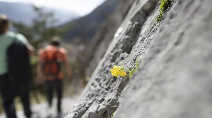 Eine unscharfe Wandergruppe, im Vordergrund eine gelbe Blüte | © DAV/Wolfgang Ehn